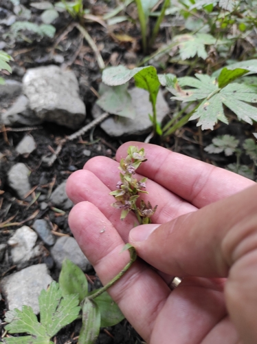 Image of Epipactis persica by no rights reserved