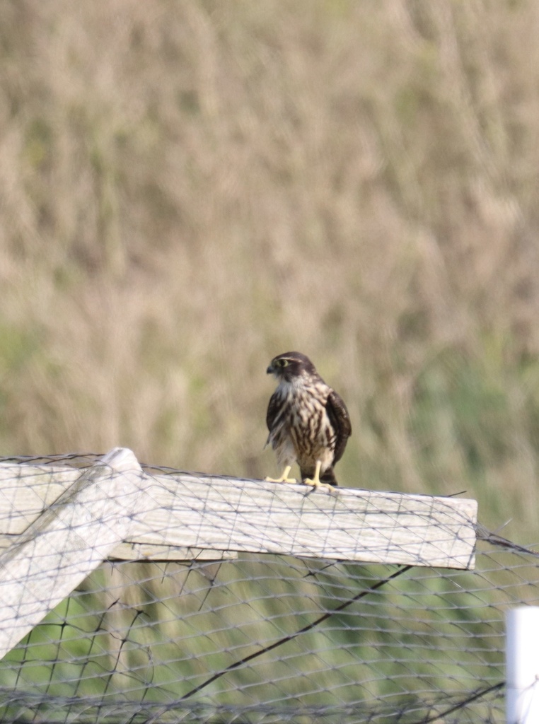 Merlin from Apple Ave, Ravenna, MI, US on August 18, 2023 at 05:27 PM ...