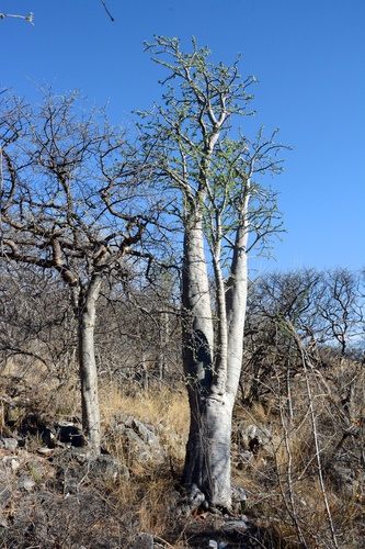 Pachypodium lealii