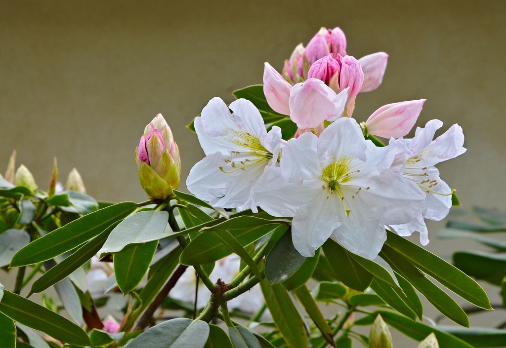 Rhododendron fortunei (Rhododendron fortunei)