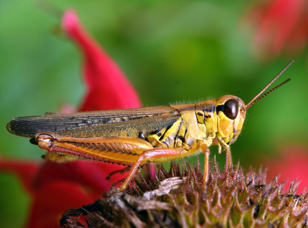 Red-legged Grasshopper from Brossard, QC, Canada on August 18, 2023 at ...