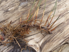 Juncus breweri