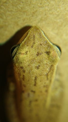 Hansen's Bush Frog, Feihyla hansenae