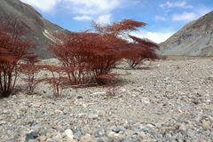 Eriogonum rixfordii