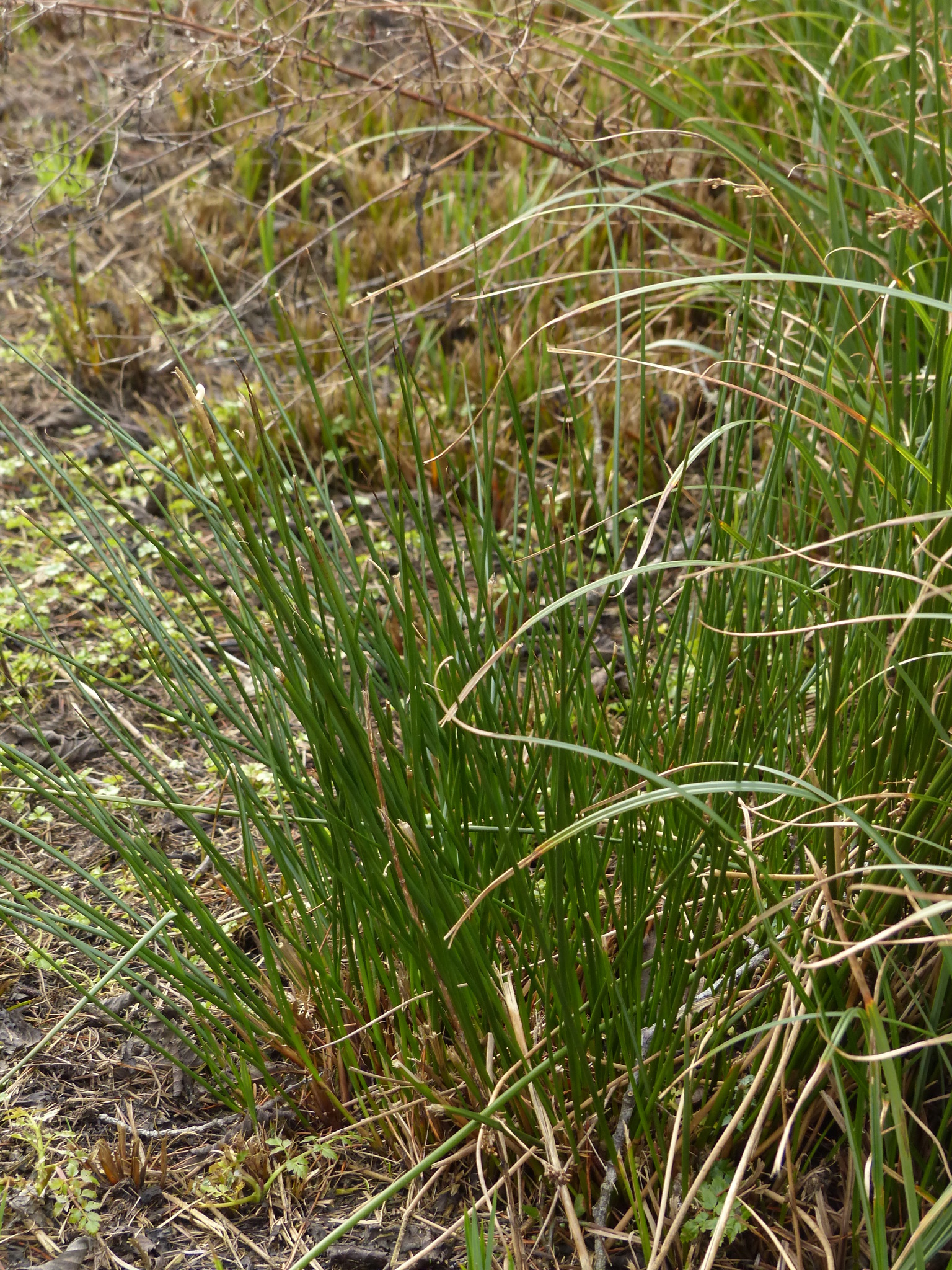 Juncus effusus ssp. effusus