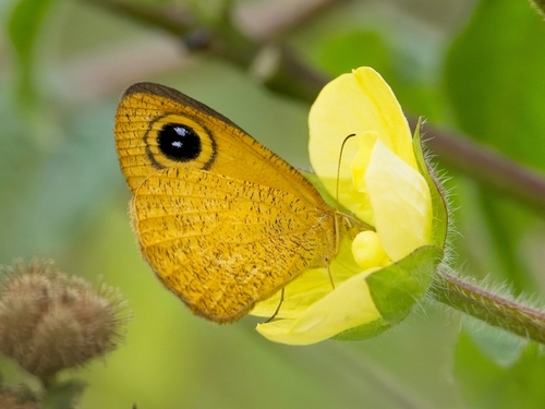 Common Fijian Ringlet