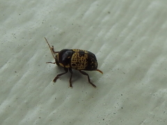 Cryptocephalus irroratus