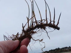 Juncus breweri
