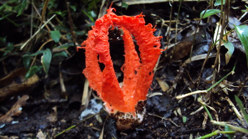 Laternea pusilla