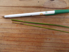 Juncus effusus effusus