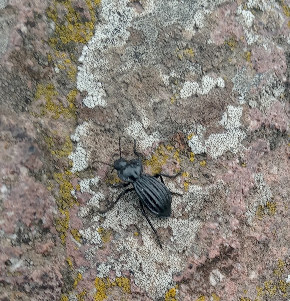 Stenomorpha clarissae