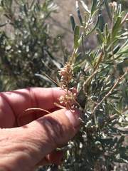 Atriplex canescens laciniata