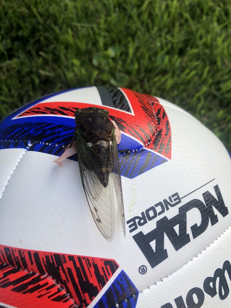 Dogday Cicadas from N Prince Frederick St, King Of Prussia, PA, US on