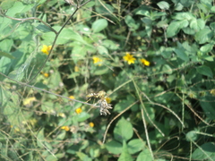 Mischocyttarus basimacula