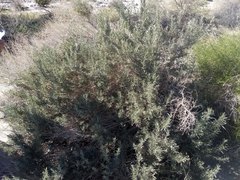 Atriplex canescens laciniata