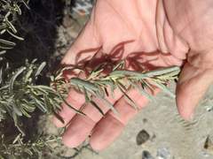 Atriplex canescens laciniata