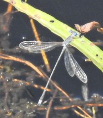 Lestes tridens