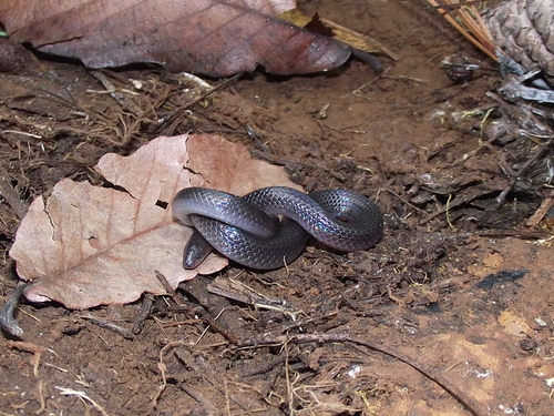 Peters' Earth Snake