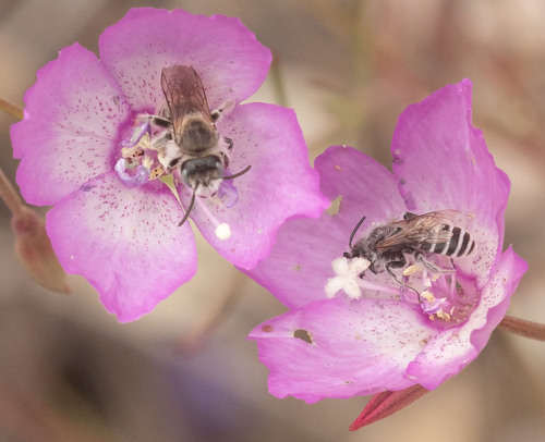 Clarkia Evening Bee photo 3