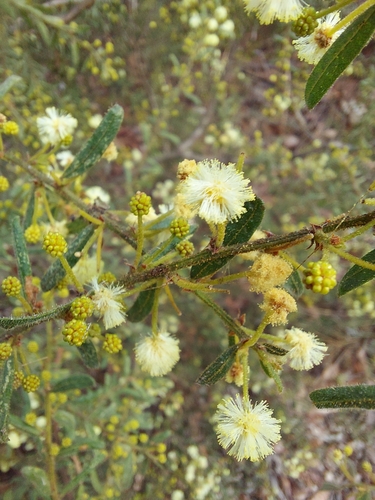 Image of Acacia aspera by (c) graeme lunt, some rights reserved (CC BY)