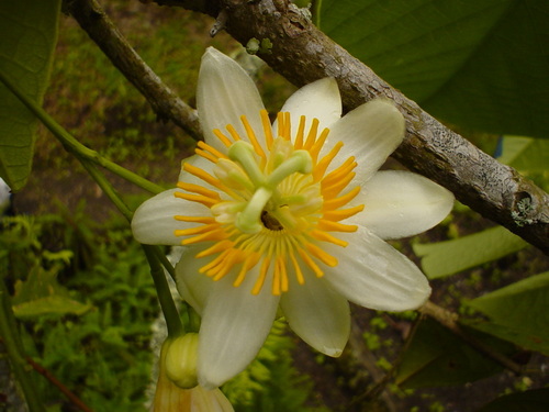 Passiflora magnoliifolia