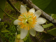 Passiflora magnoliifolia