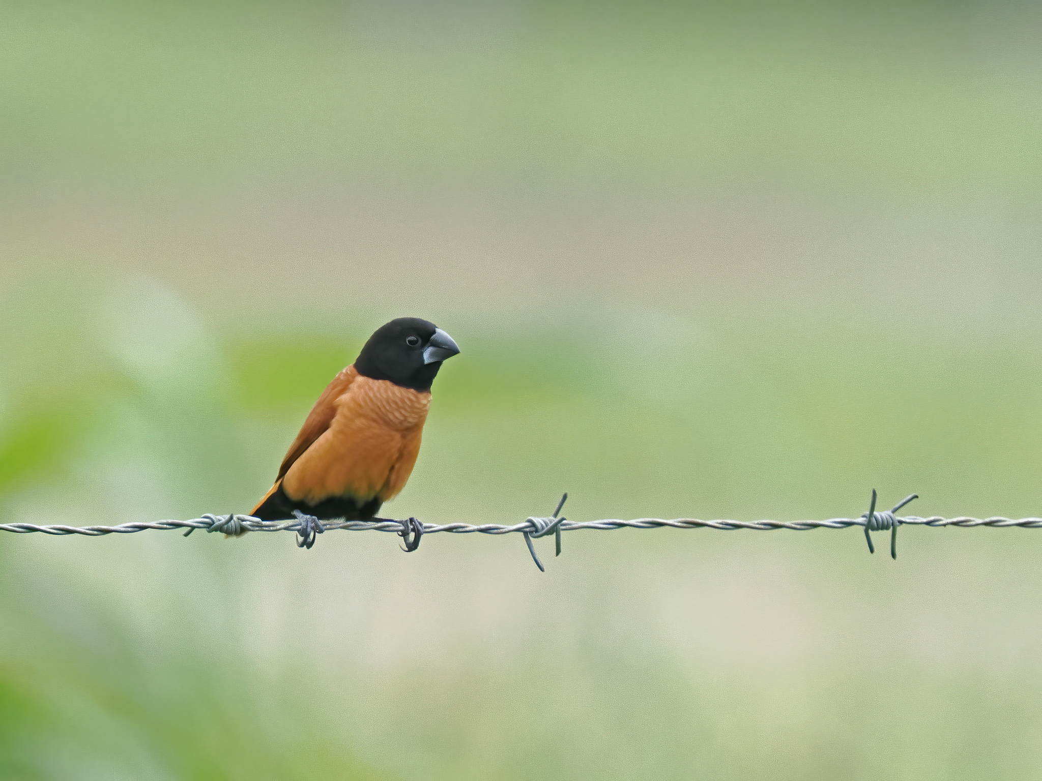 New Ireland Munia illustration