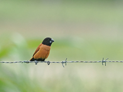 New Ireland Munia photo 1
