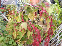 Chenopodium formosanum