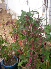 Chenopodium formosanum
