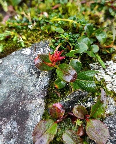 Sprouting Leaf Willow (Salix stolonifera)