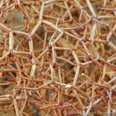 Eriogonum rixfordii