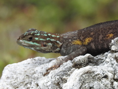 Agama picticauda image