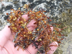 Sargassum natans