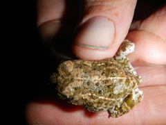 Tomopterna delalandii