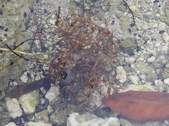 Sargassum natans