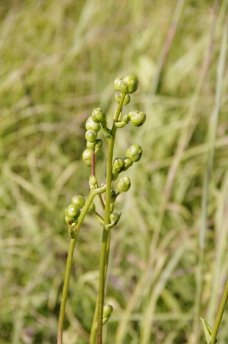 Silphium terebinthinaceum