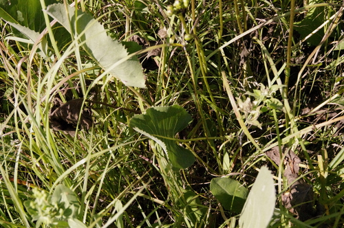 Silphium terebinthinaceum
