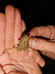 Tomopterna delalandii