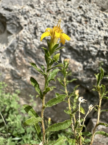 deer goldenbush (Ericameria cervina)