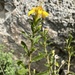 Ericameria cervina - Photo (c) Matt Berger, μερικά δικαιώματα διατηρούνται (CC BY), uploaded by Matt Berger
