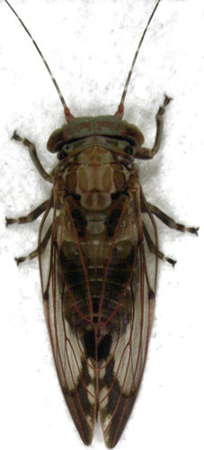 Phellopsylla formicosa