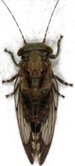 Phellopsylla formicosa