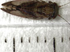 Phellopsylla formicosa