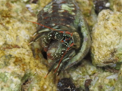 Clibanarius antillensis
