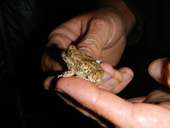 Tomopterna delalandii