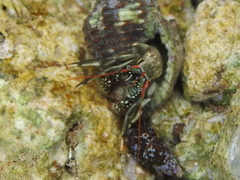 Clibanarius antillensis