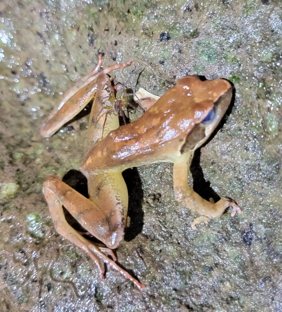 Japanese Brown Frog From Daisen Jp Tt Jp On August 18 2023 At 1033