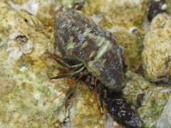 Clibanarius antillensis