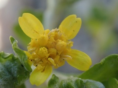 Eriophyllum multicaule